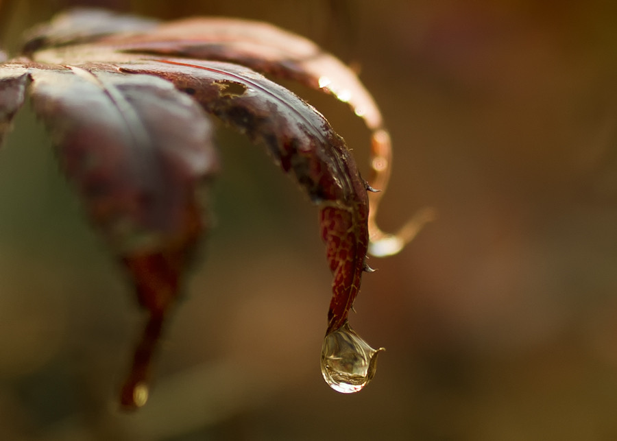  - Raindrops-by-Linda-Goodhue