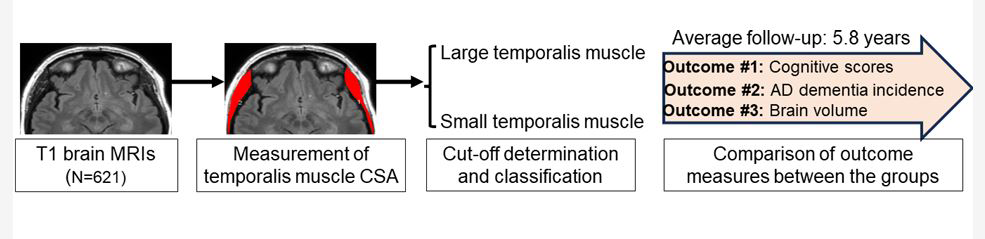 High Ultra-Processed Food Diet Impacts Muscle Quality | Applied Radiology