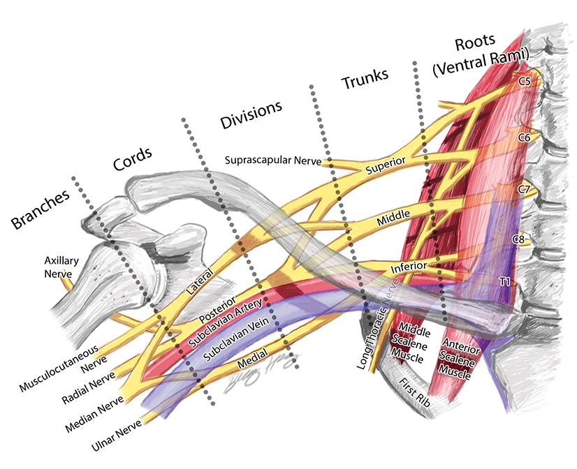 long thoracic nerve brachial plexus