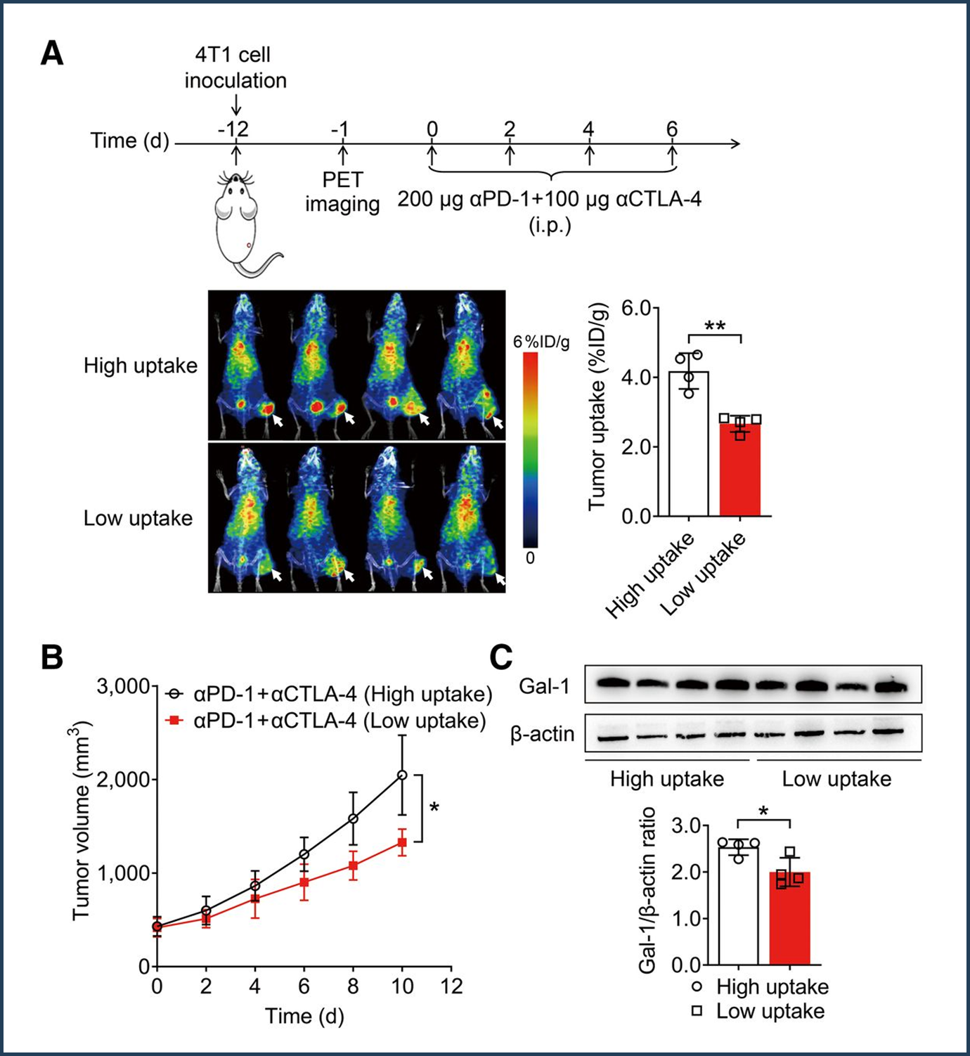 PET Biomarker Predicts Success of Immune Checkpoint Blockade Therapy ...