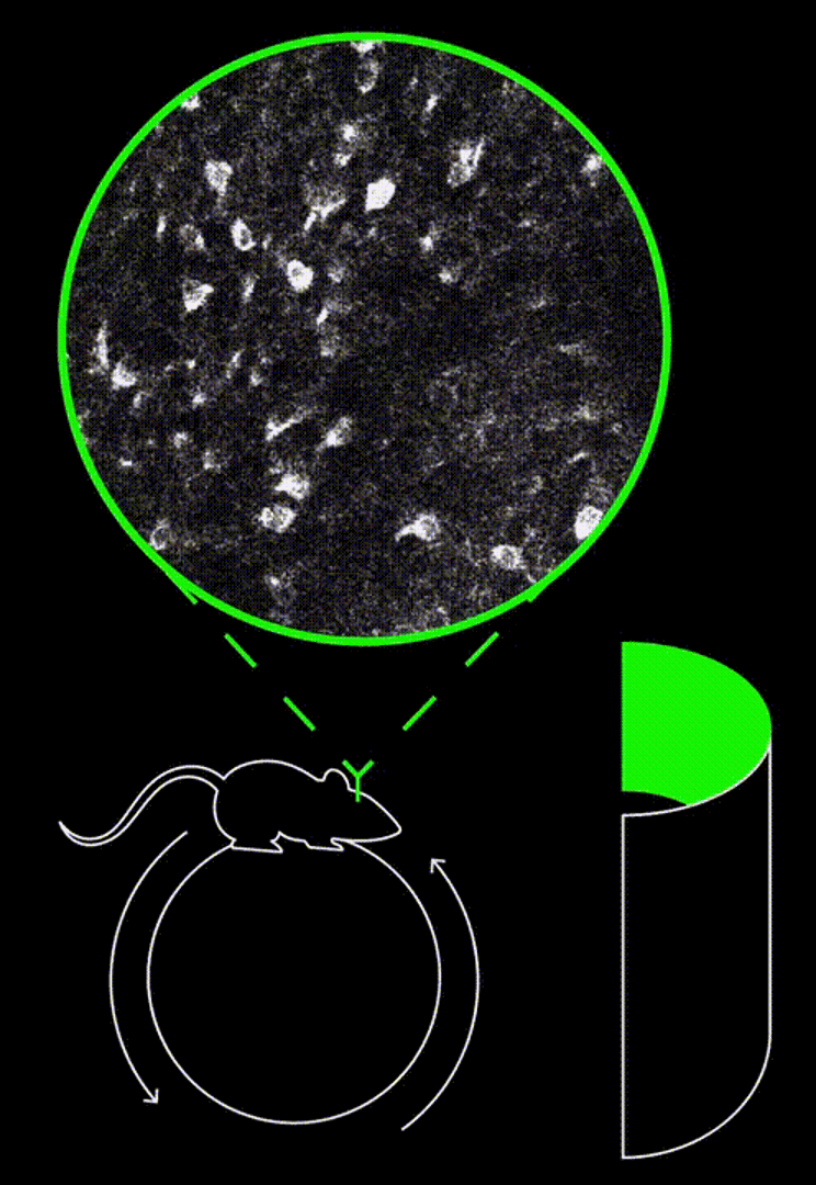 Advanced Brain Imaging Finds “Time Cells” Are Critical for Advanced ...