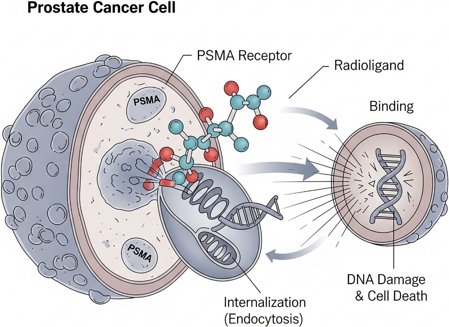 See It, Treat It: How Theranostics Is Reshaping Cancer Care and Nuclear Medicine