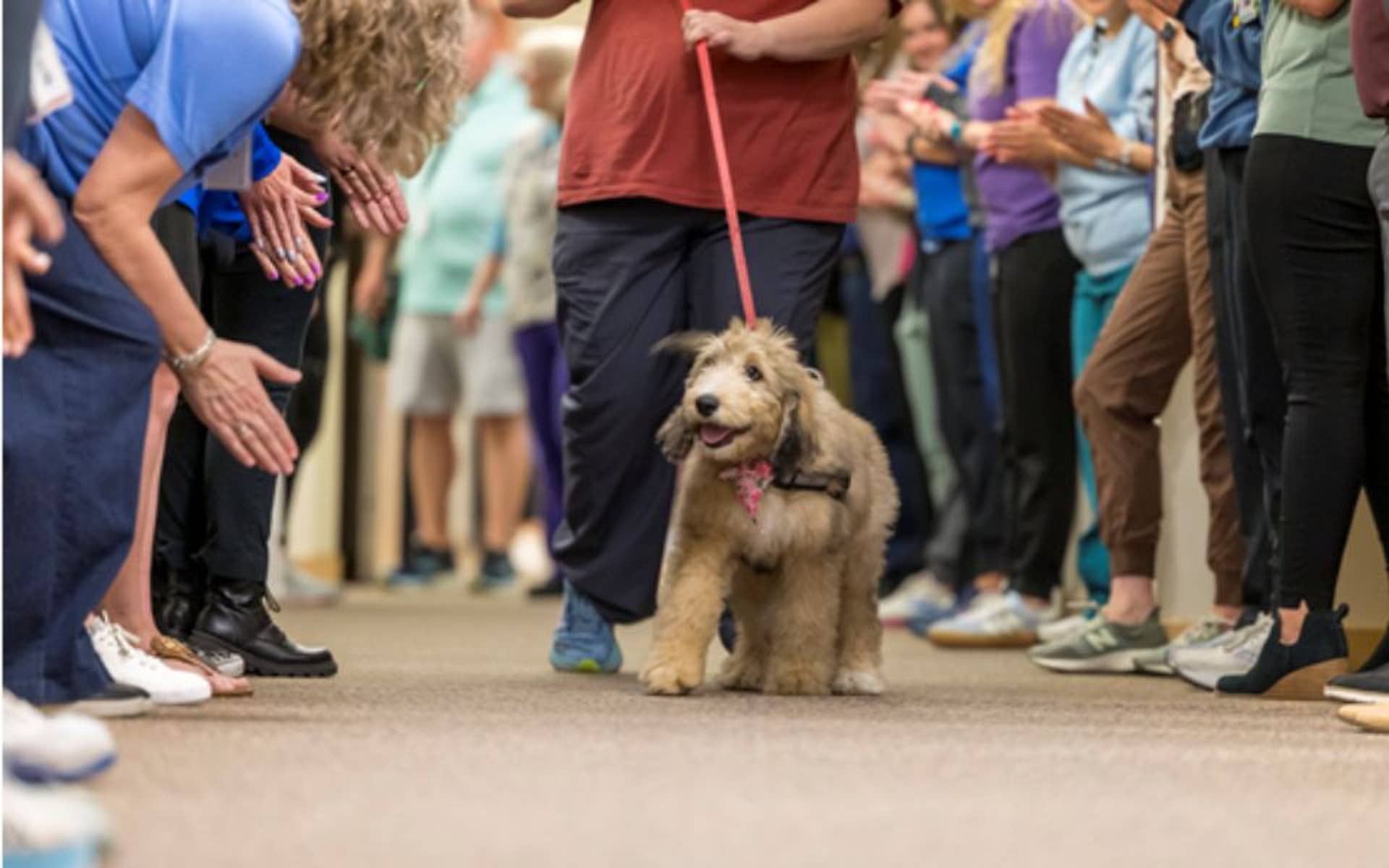 Dog walking in a hallway surrounded my people