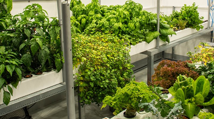 Vegetables growing