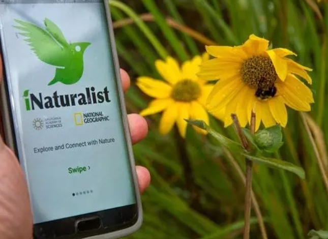 iNaturalist