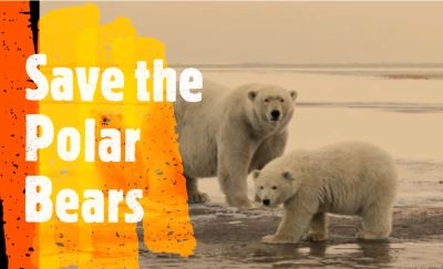 Save the polar bears