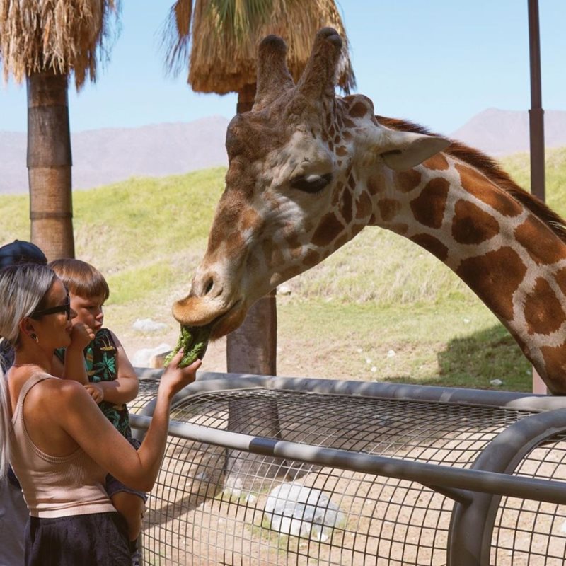 The Living Desert