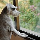 How To Help Manage Pet Separation Anxiety