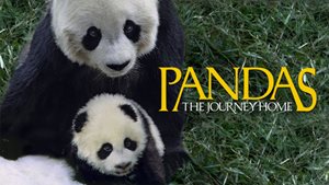 Pandas The Journey Home - Mayborn Science Theater