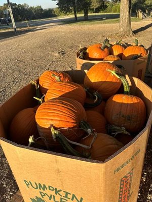 Sancho Rancho Pumpkin Patch