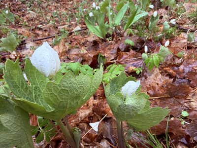 Bloodroot just opening, leaf wrapped around the bud