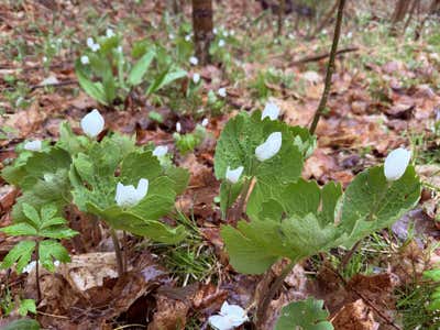 A whole patch of them along the trail