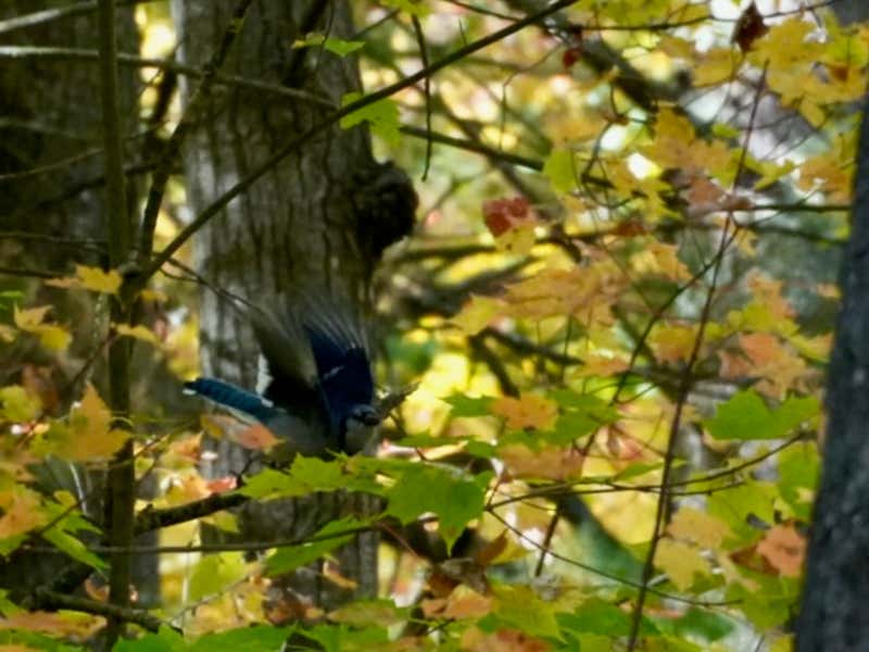 A blue jay takes flight through a frame of golden leaves