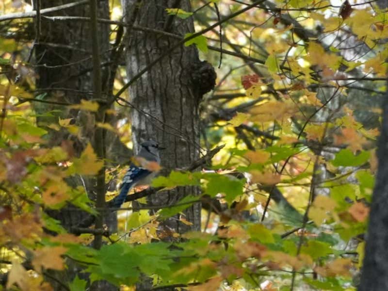 A blue jay perches among the autumn leaves