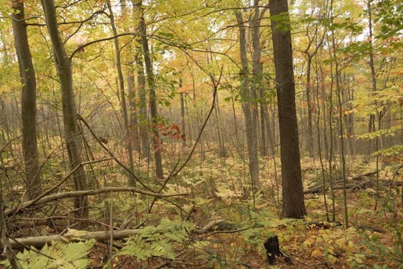 Ferns and fall foliage create layers of green and gold in the forest