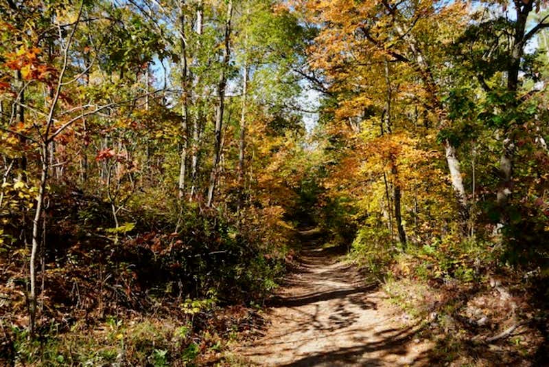 A sun-dappled trail winds through golden autumn foliage at its peak
