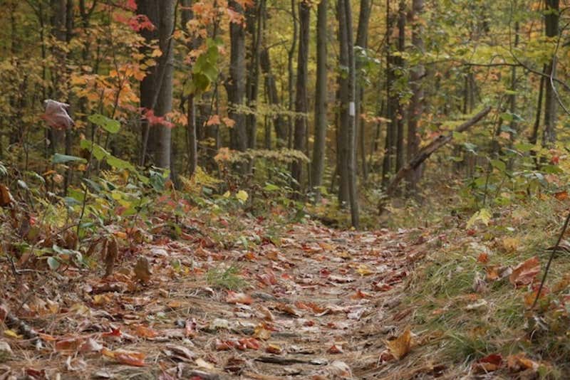 A carpet of fallen leaves blankets the trail through the autumn woods
