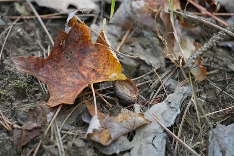 A weathered maple leaf rests beside an acorn on the forest floor