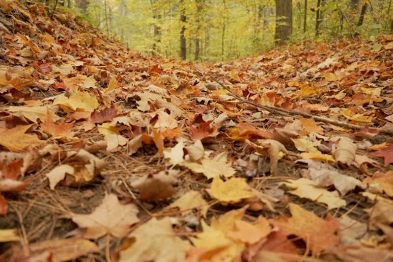 A sea of maple leaves covers the ground in warm autumn hues