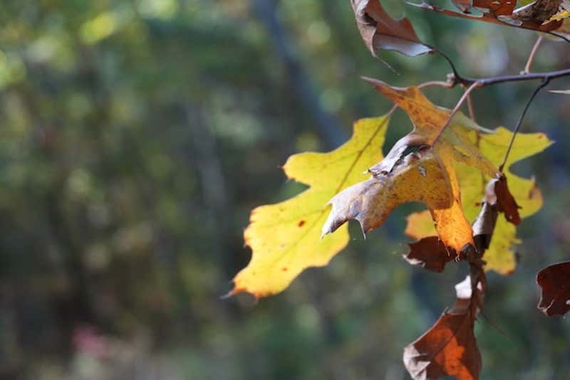 Oak leaves catch the afternoon light with a soft bokeh background