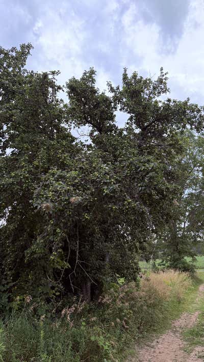 The old apple tree, still loaded