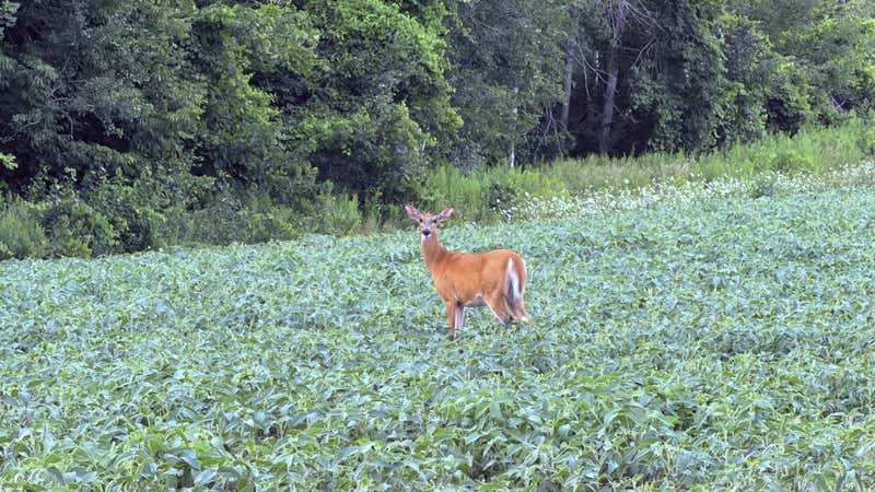 Standing in the beans, watching me
