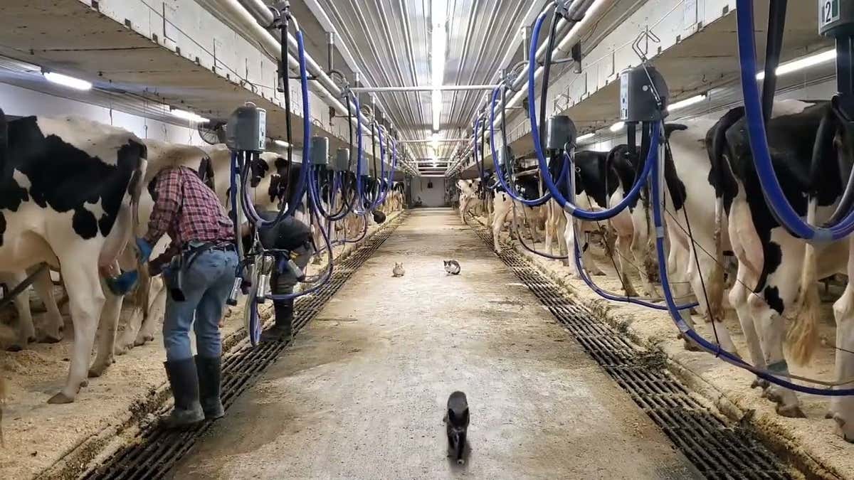 Milking time in a dairy barn