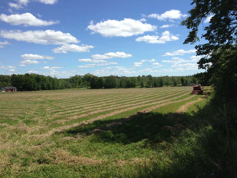 The farm fields in summer