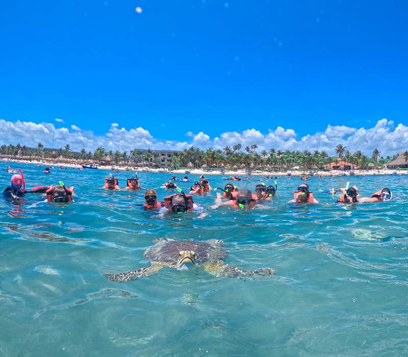 A sea turtle swimming right in front of the group
