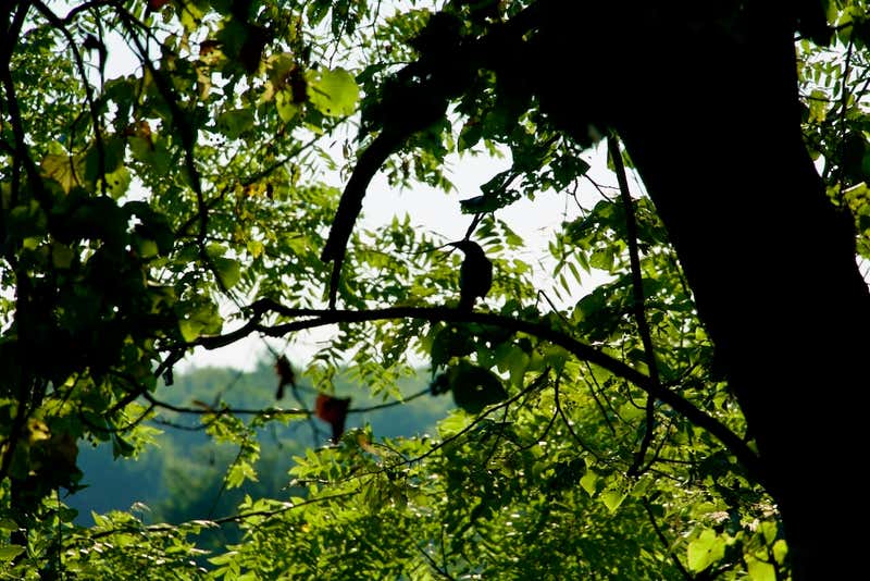 My favourite of the tree shots. Pure silhouette.