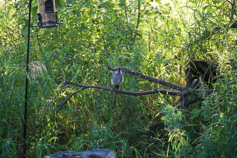 Waiting his turn on the dead branch.