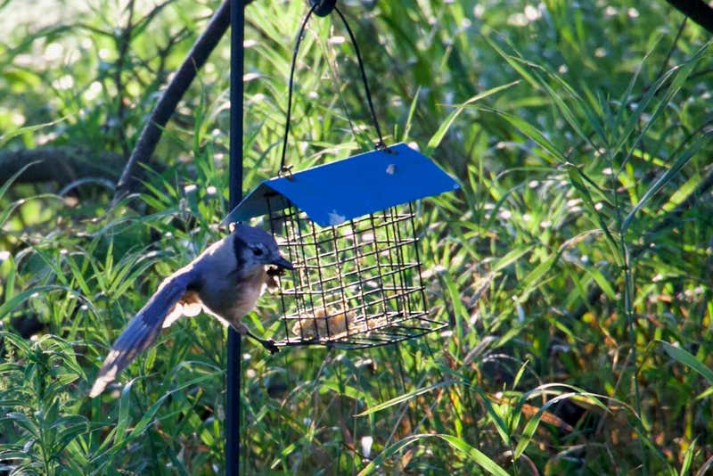 Landing on the suet, wings still out.