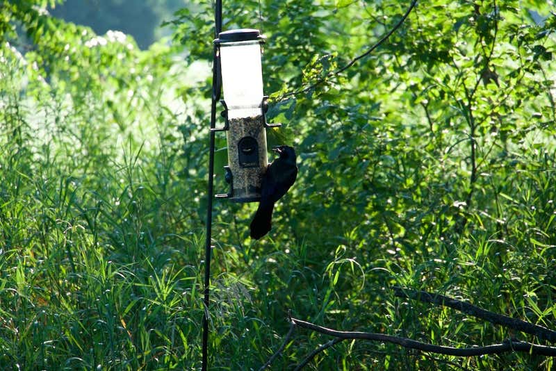 Hanging sideways off the seed tube, and getting away with it.