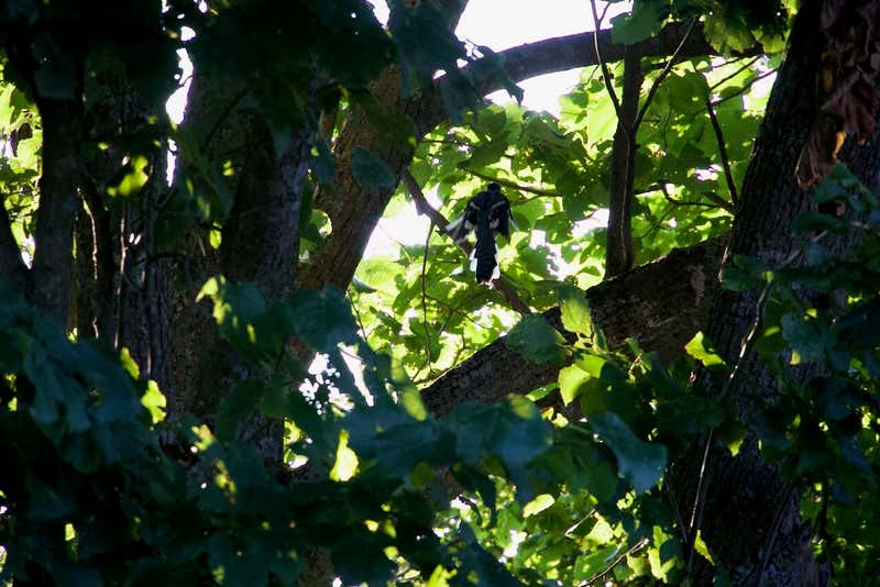 A grackle in the leaves, holding still for once.