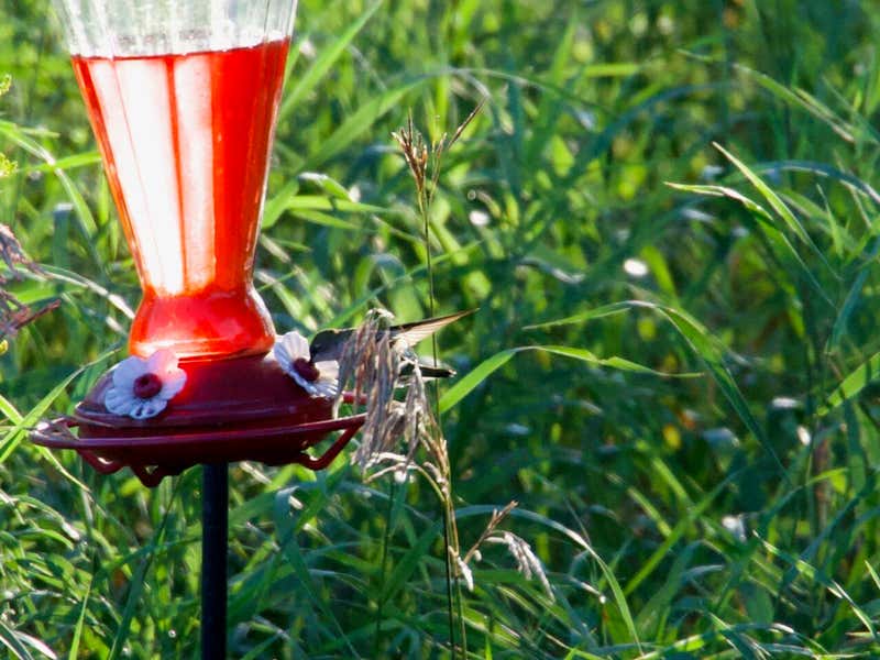 Down on the perch, drinking.
