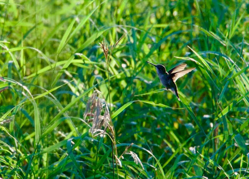 Hovering out in the middle of the grass, no feeder in sight.