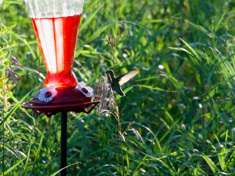 Coming in on the red feeder, wings blurred right out.