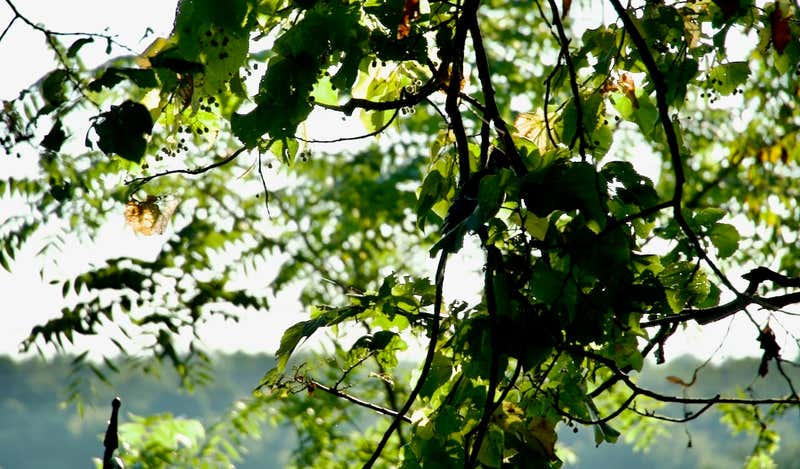 Way up, backlit, barely there.