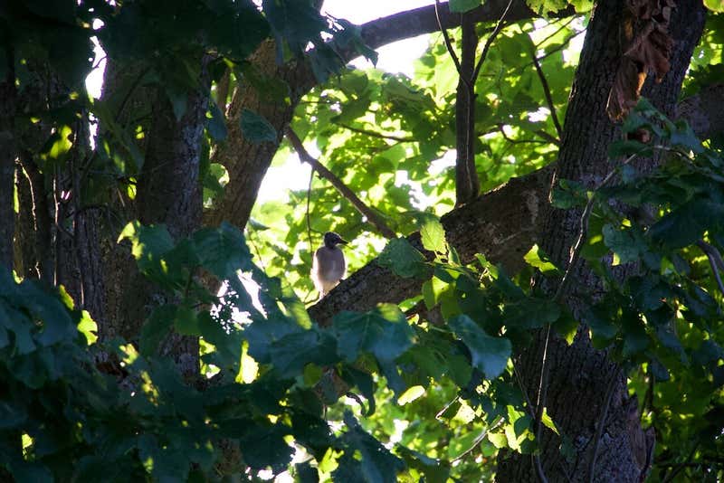 A jay tucked into the fork of the trunk.