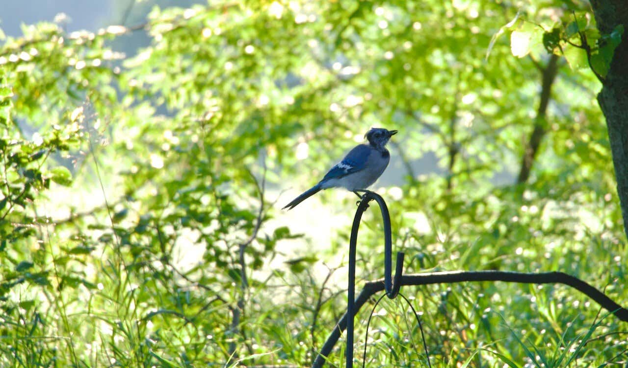 A blue jay perched on top of a shepherd's hook against a wall of backlit green leaves