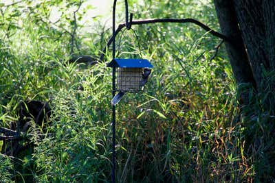Somebody small working the suet cage.