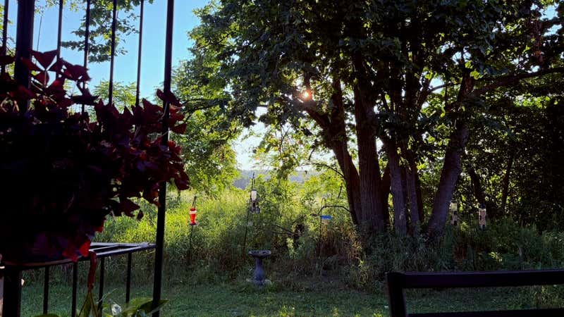 The view from the porch. Everything happens in that patch of grass and weeds.