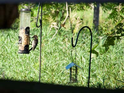 Red-bellied woodpecker on the seed tube, shot through a gap in the fence.