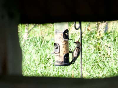 Same bird, framed by the bench I was sitting behind.