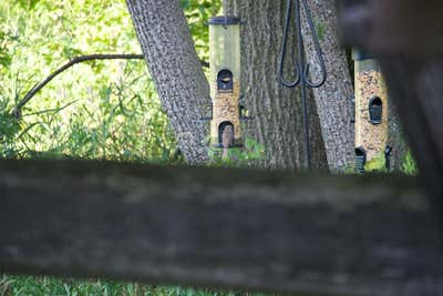 Something small and brown between the tree trunks.