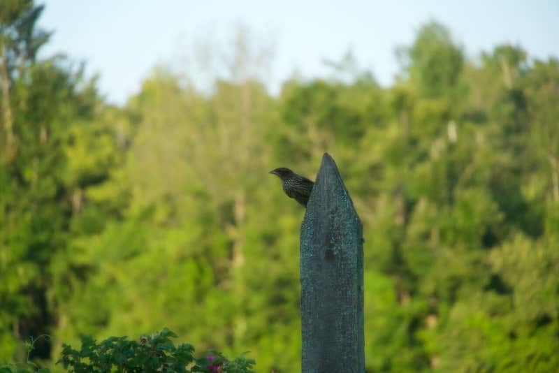 A streaky brown one owning the top of a fence post. Best guess is a young red-winged blackbird.