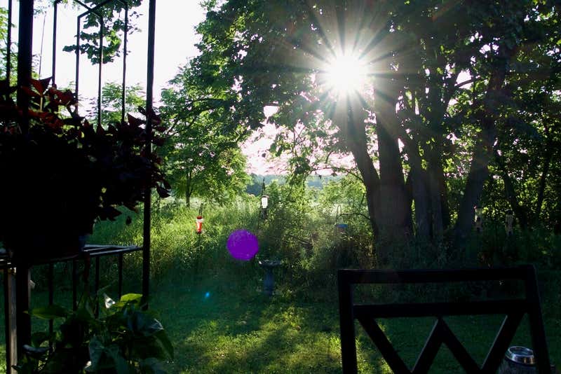 Late sun coming through the walnut trees.