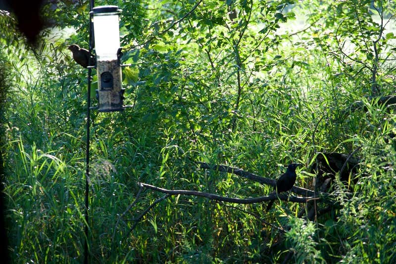 One on the feeder, one on the branch, taking turns.