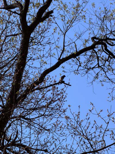 Blue jay perched high in a tree with spring buds starting to open