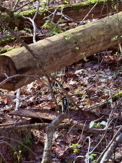 Downy woodpecker on the ground beside a fallen log